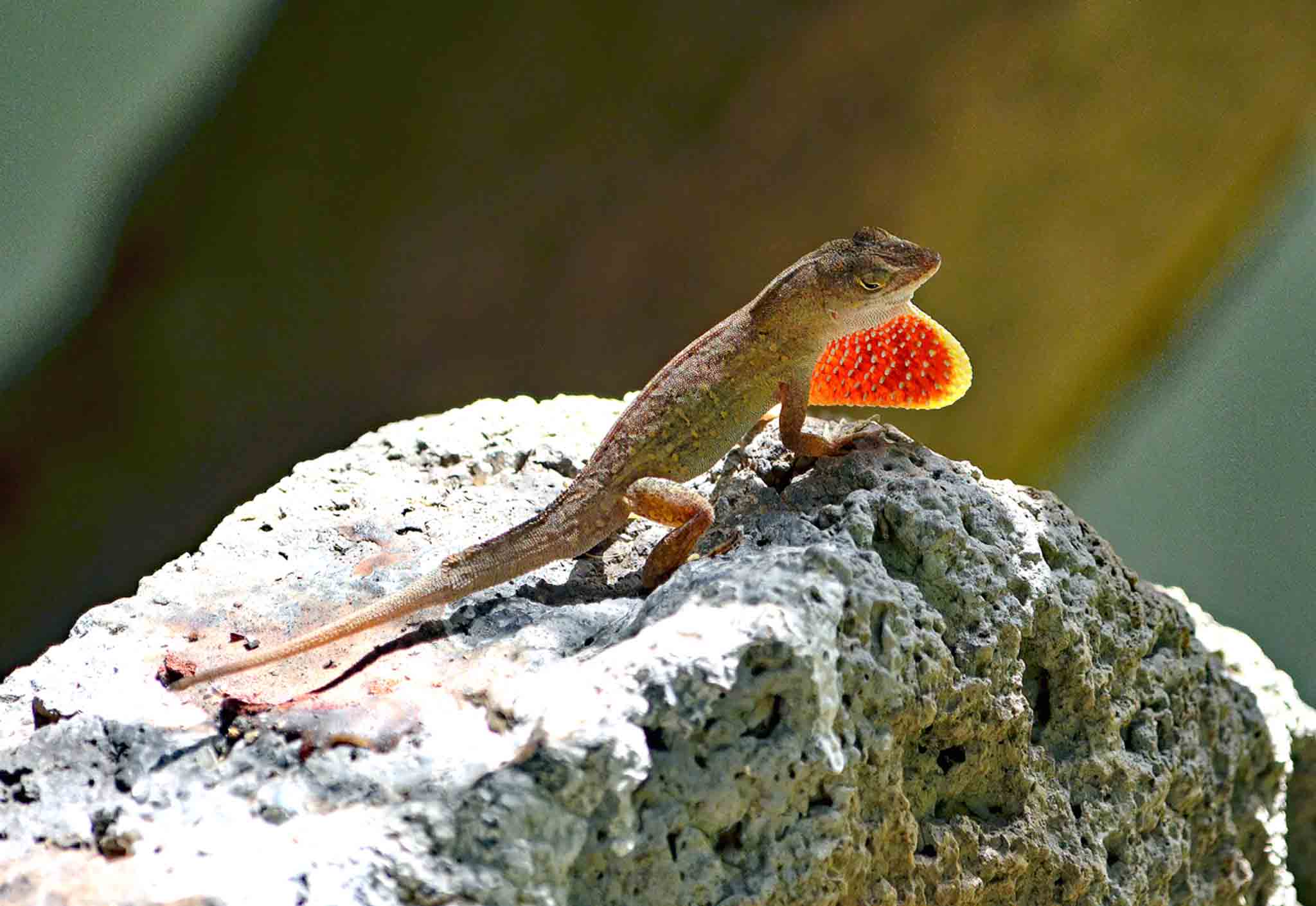 Meeting Photo Slide Show